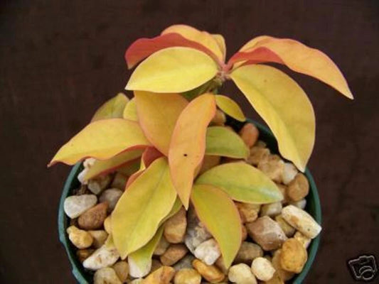 "Rare Variegated Cactus Plant in 4" Pot - Pereskia aculeata 'Gold Variegated' - Unique Cacti for Collectors"