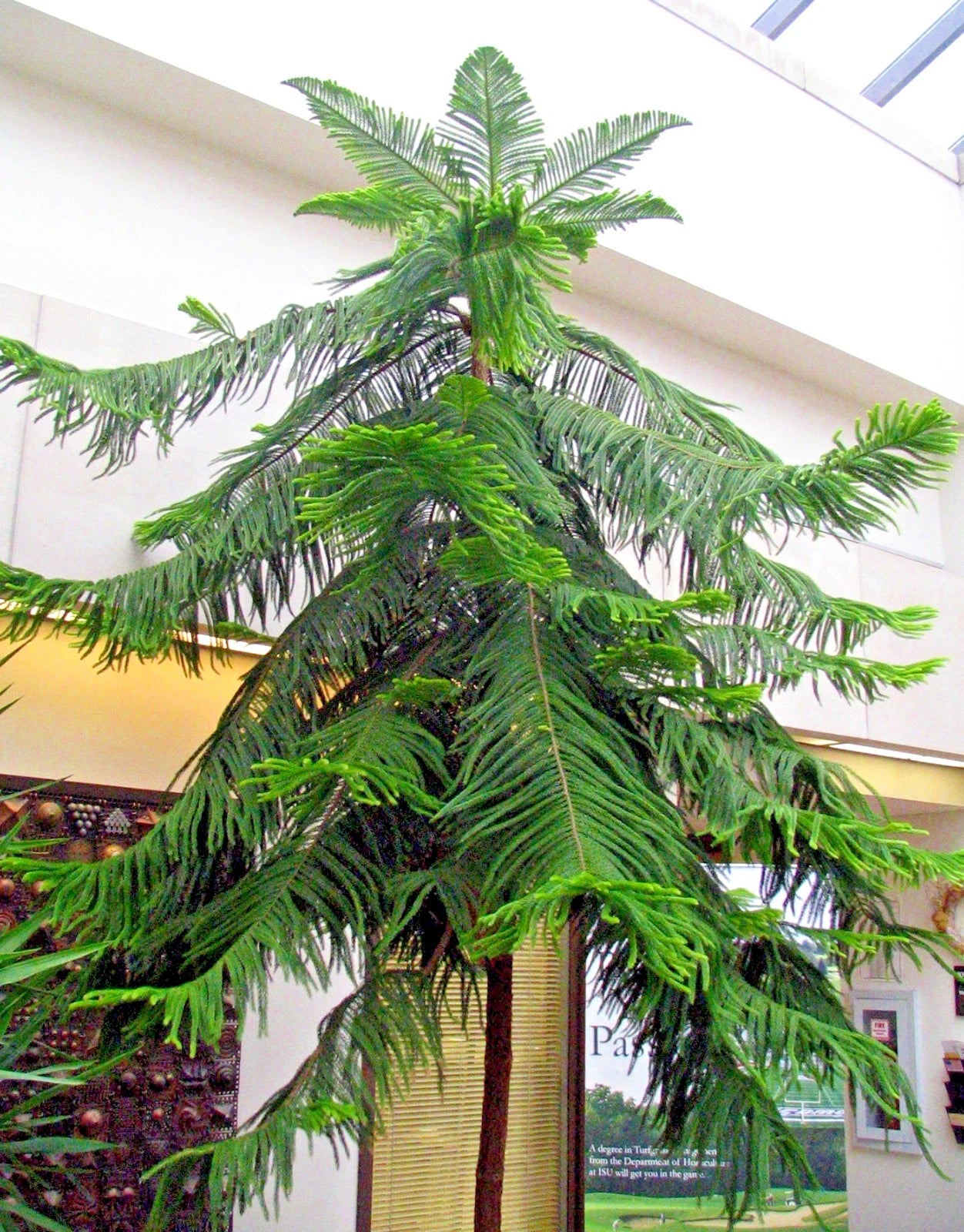 indoor christmas tree plants Norfolk Island Pine Seeds, Araucaria excelsa, Indoor Christmas Tree, Perfect for Houseplant Lovers – Jayme Garden