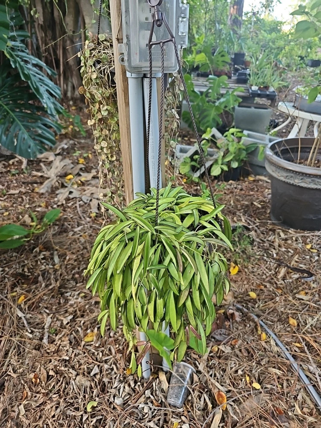 Large Hoya Wayetii Plant in 8-Inch Hanging Basket