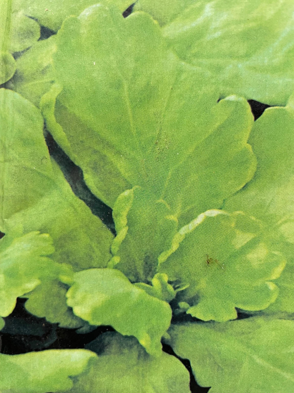 Shungiku Seeds - 500+ Pack, Edible Chrysanthemum, Tong Ho, Tan Ngo, Cai Cuc, Tan O - Perfect for Garden and Culinary Use