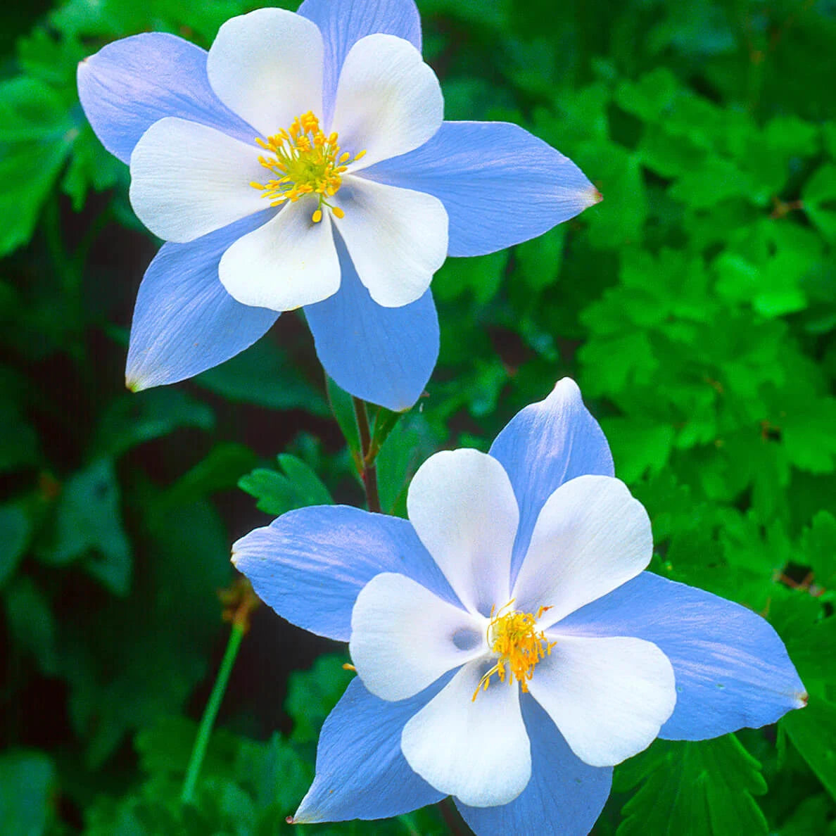 Blue Star Columbine Seeds | Non-GMO | Aquilegia caerulea | Flowering Perennial Seeds | Garden Planting