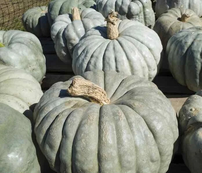 Jarrahdale Pumpkin Seeds, 20 Seeds, Large Green/Gray Variety, Cucurbita maxima