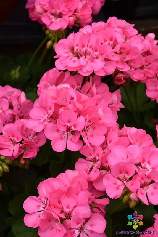 25+ Patriot Tickled Pink Geranium Seeds - Ideal for Garden - Pelargonium x hortorum - Heirloom Flower Seeds