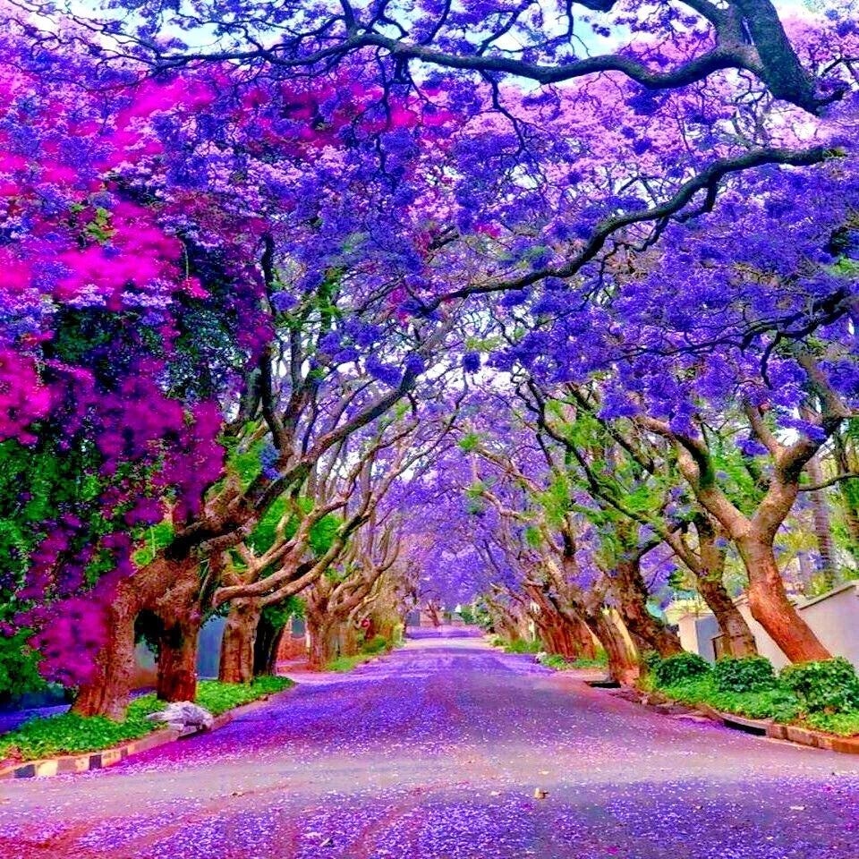 Jacaranda Fern Tree Seeds - Tropical Blue Flowers - Mimosifolia acutifolia - Exotic Plant Seeds for Garden