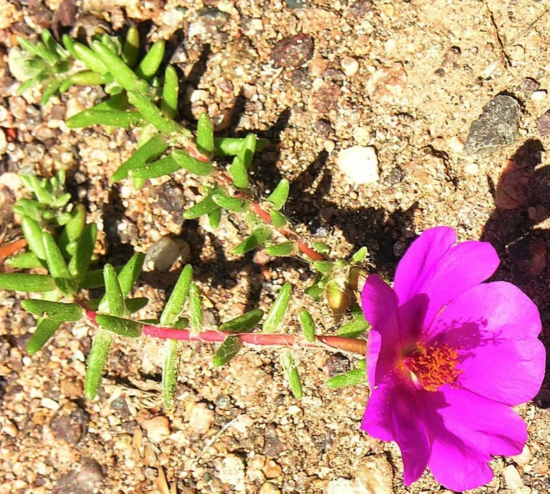 purple rice succulent Portulaca Gilliesii 'Purple Rice' Succulent Live Plant 2 Inch for Garden Decor