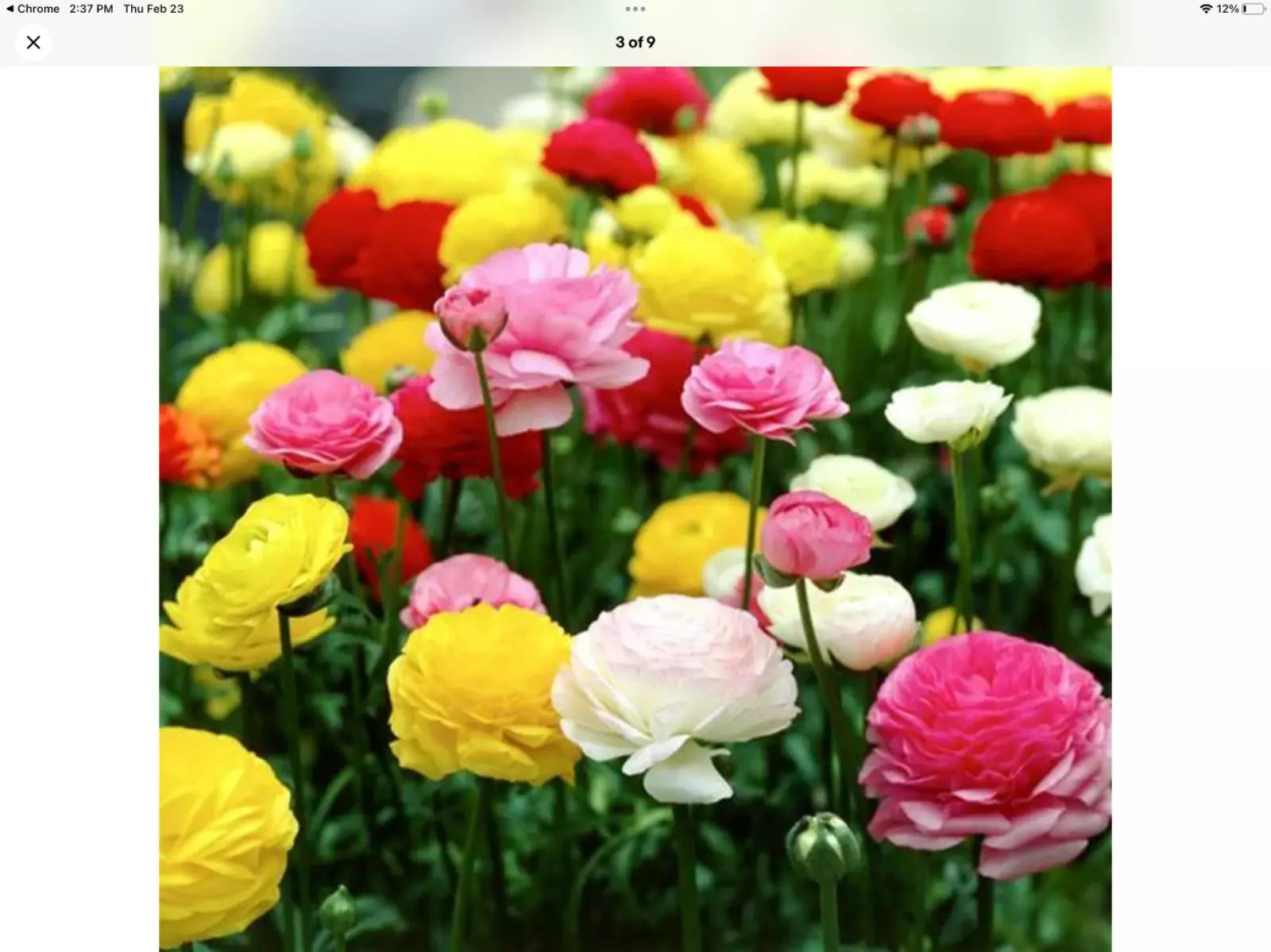 Ranunculus Persian Buttercup Seeds, 100 Count Packet, USA Grown, Flowe –  Jayme Garden