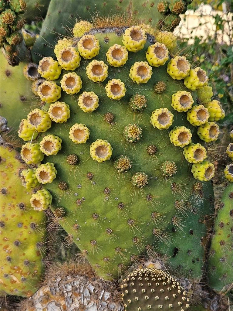 prickly pear cactus fruit where to buy Opuntia Galapageia var. Profusa - Unrooted Very Large Pad with Attached Fruit