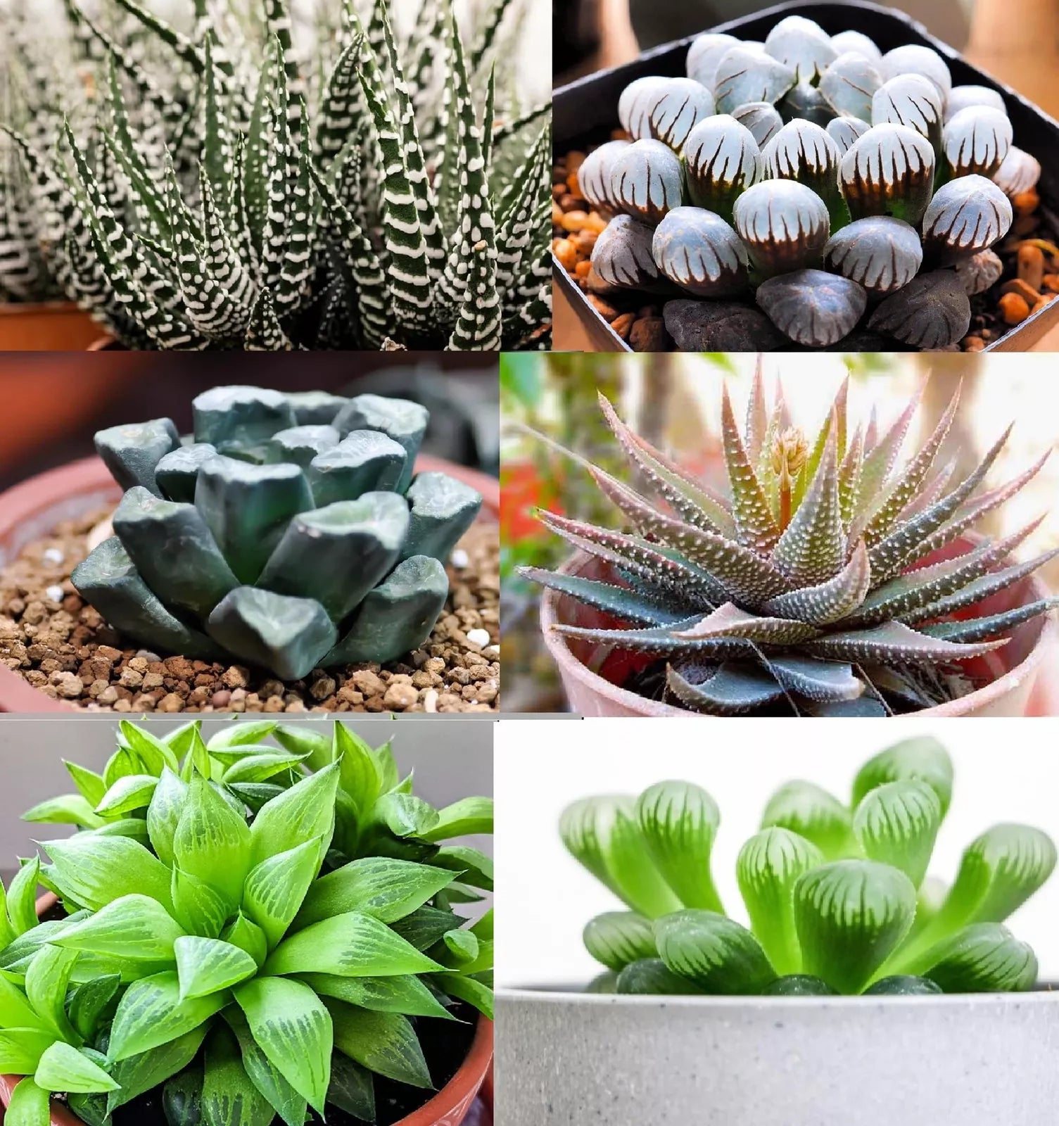 succulent seed mix Haworthia Hybrid Succulent Seeds Mix (30+ Seeds)