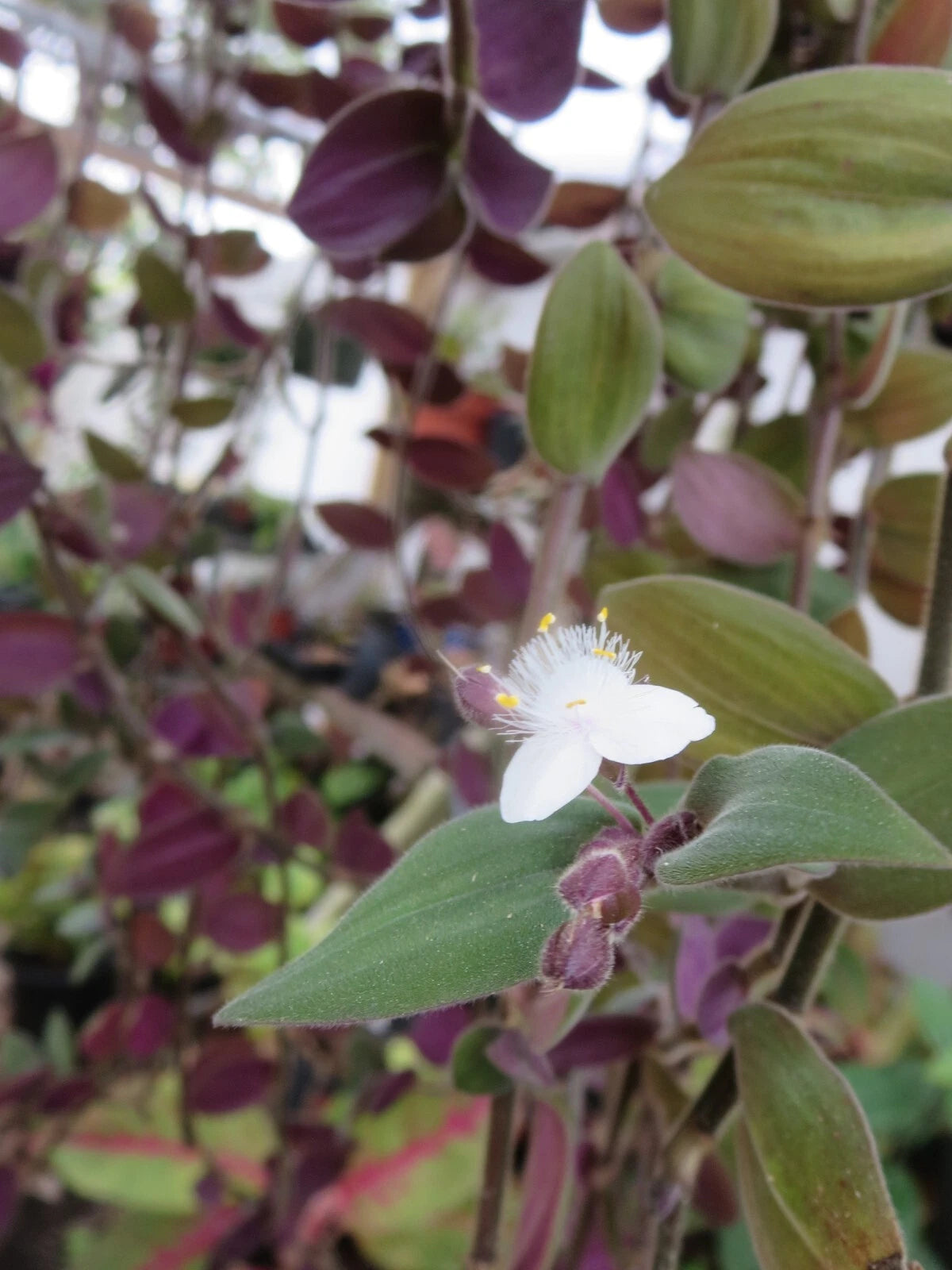wandering jew indoor plant Unrooted Cuttings - Baby Bunny Bellies Tradescantia - Wandering Jew Plant - 10 Cuttings