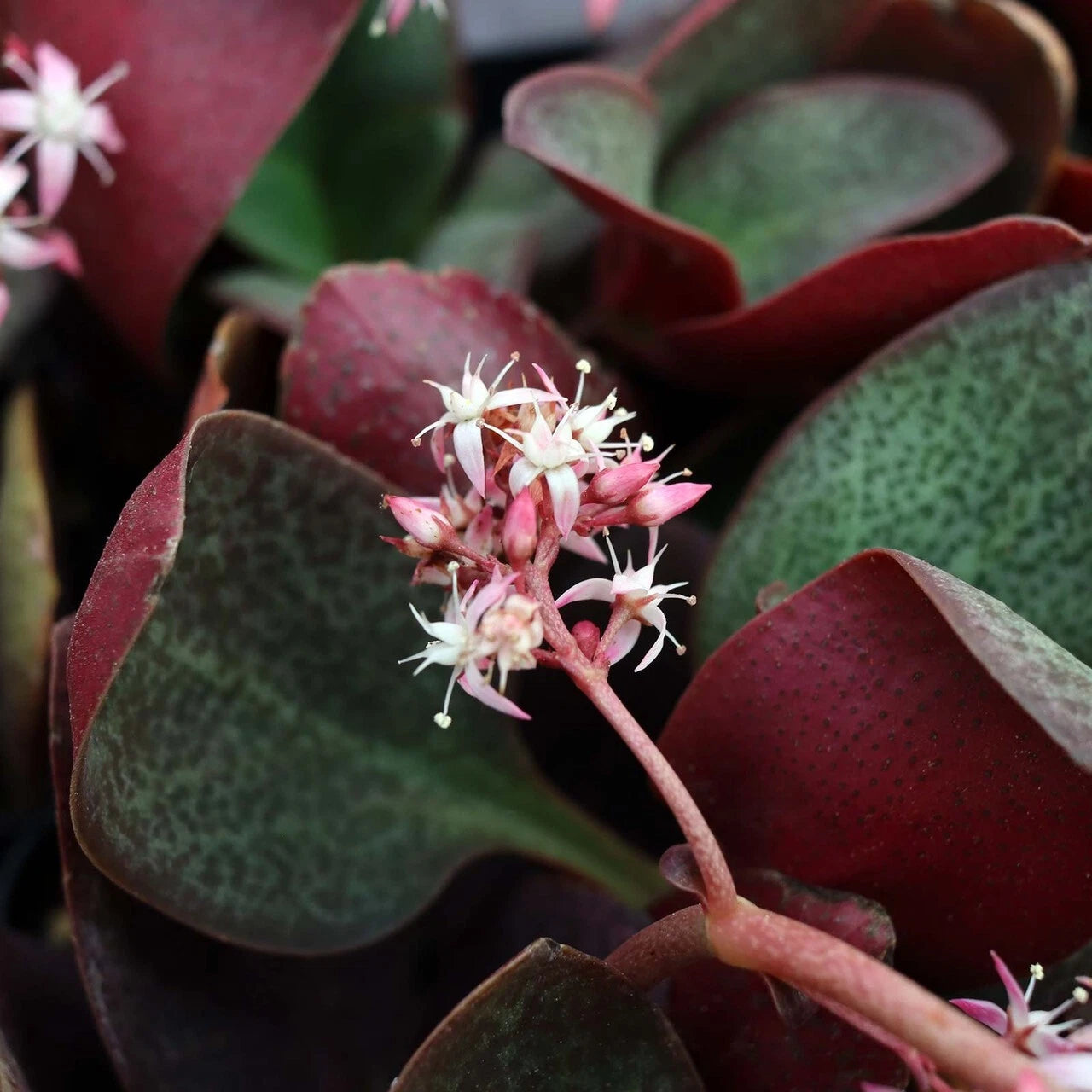 unrooted succulents Succulent Cuttings 2