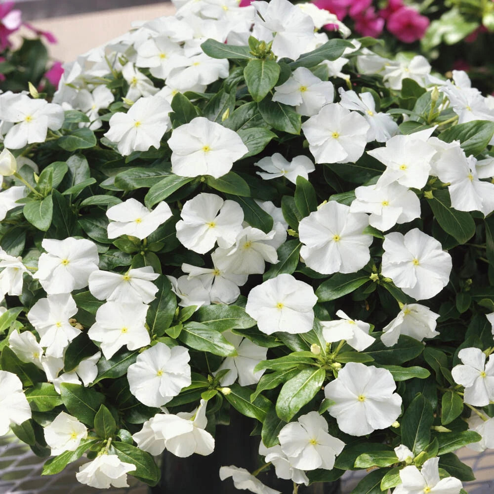 Vinca Logro White GL Seeds - 500 Count - Catharanthus roseus - Non-California Shipping - Garden Flower Seeds