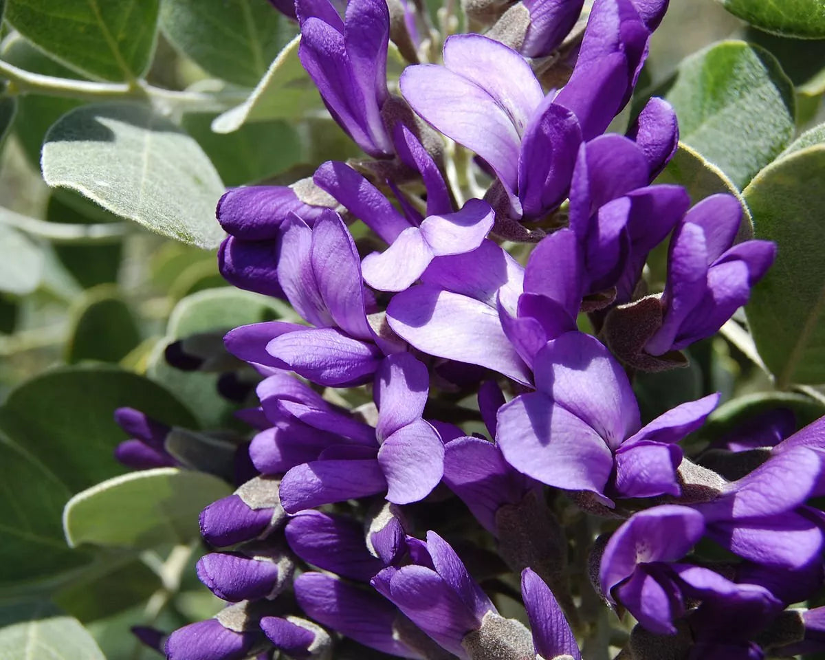 Mescal Bean Seeds for Planting - 10 Seeds, Texas Mescalbean, Texas Mountain Laurel (Sophora secundiflora)