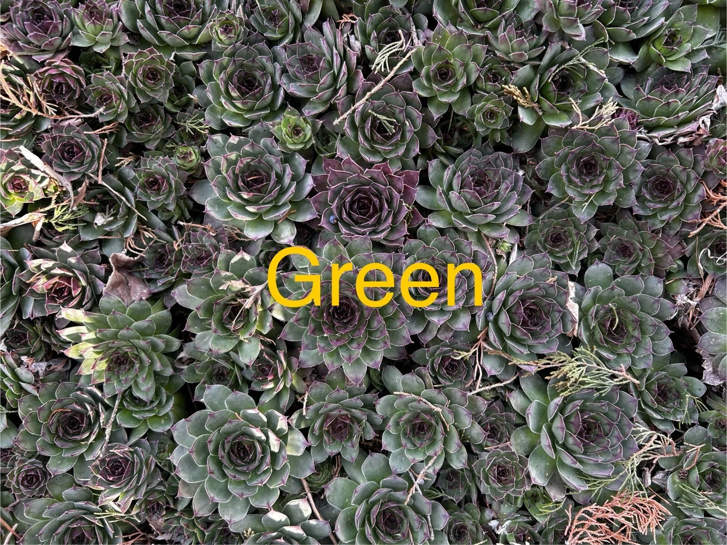 20 Live Hardy Hens and Chicks Succulents Sempervivum Green with Colored Tips, Zones 4-8, Not Potted, Perennial Plants