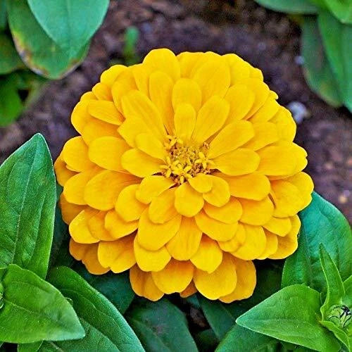 Canary Bird Zinnia Seeds | Giant Yellow Flowers | Heirloom Non-GMO | Zinnia elegans 1186