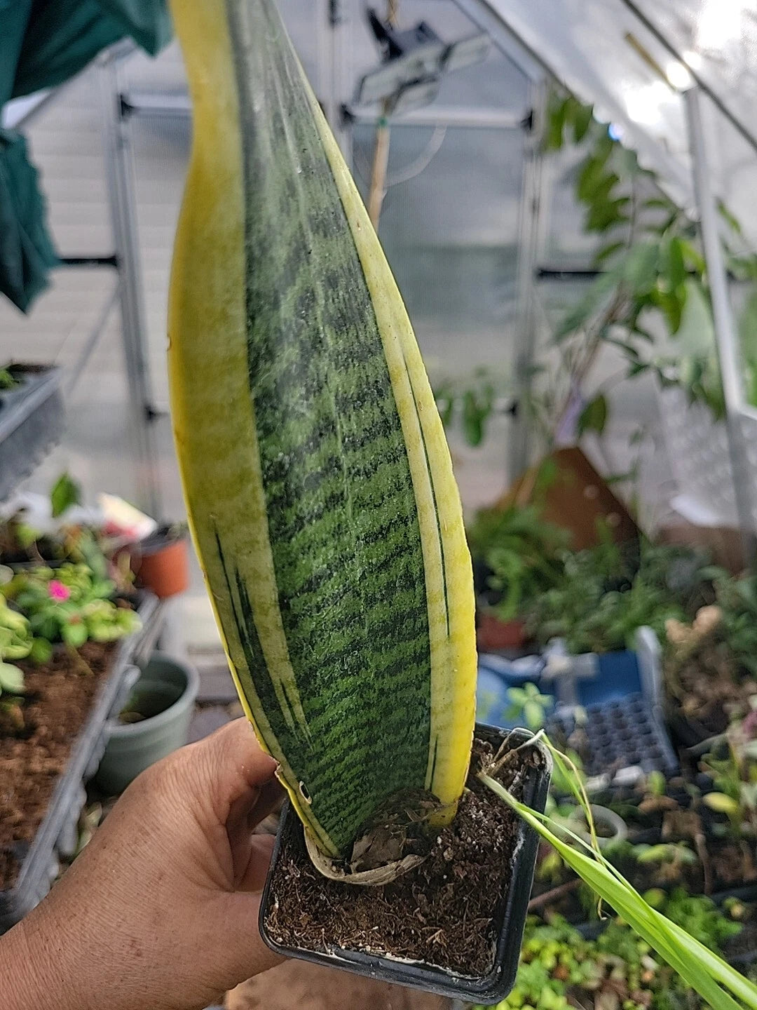 sansevieria lengua de suegra Sansevieria Plant, Well Rooted, Lengua de Suegra, Mother-in-Law's Tong – Jayme Garden
