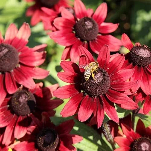 Cherry Brandy Gloriosa Black-eyed Susan Daisy Seeds - 200+ Pack - Rudbeckia hirta - Garden Flower Seeds