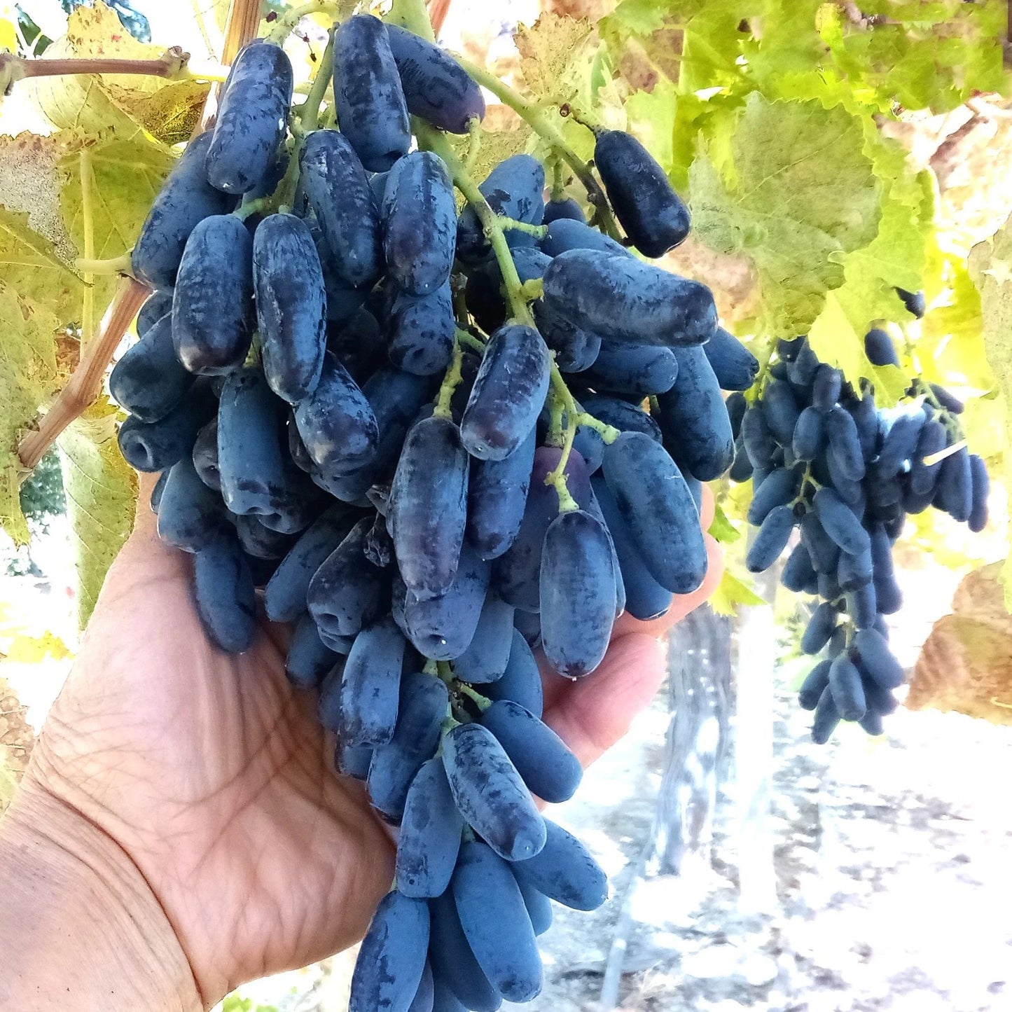 Lady Finger Black Seedless Vine Plant - Moon Drop Table Grape (Vitis vinifera) - Bare Root, Long Grapes