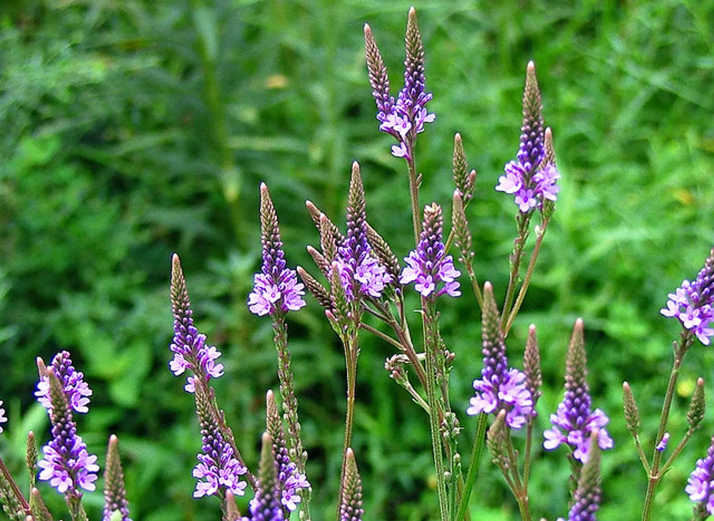 Blue Vervain Seeds 200+ Perennial Medicinal Verbena hastata for Garden, USA - Free Shipping
