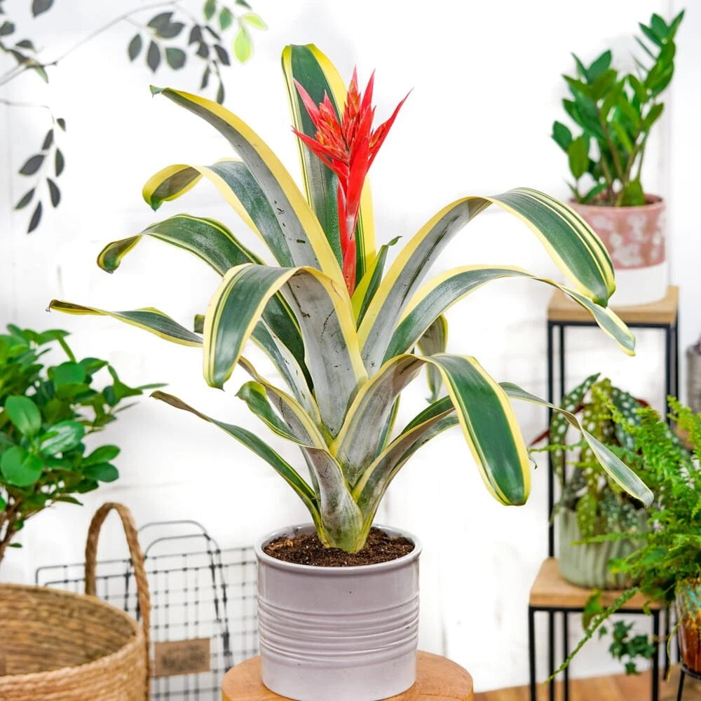 Aechmea Bromeliad Starter Plant - Felice Variety - Live Rooted Pup - Rare Tropical Houseplant