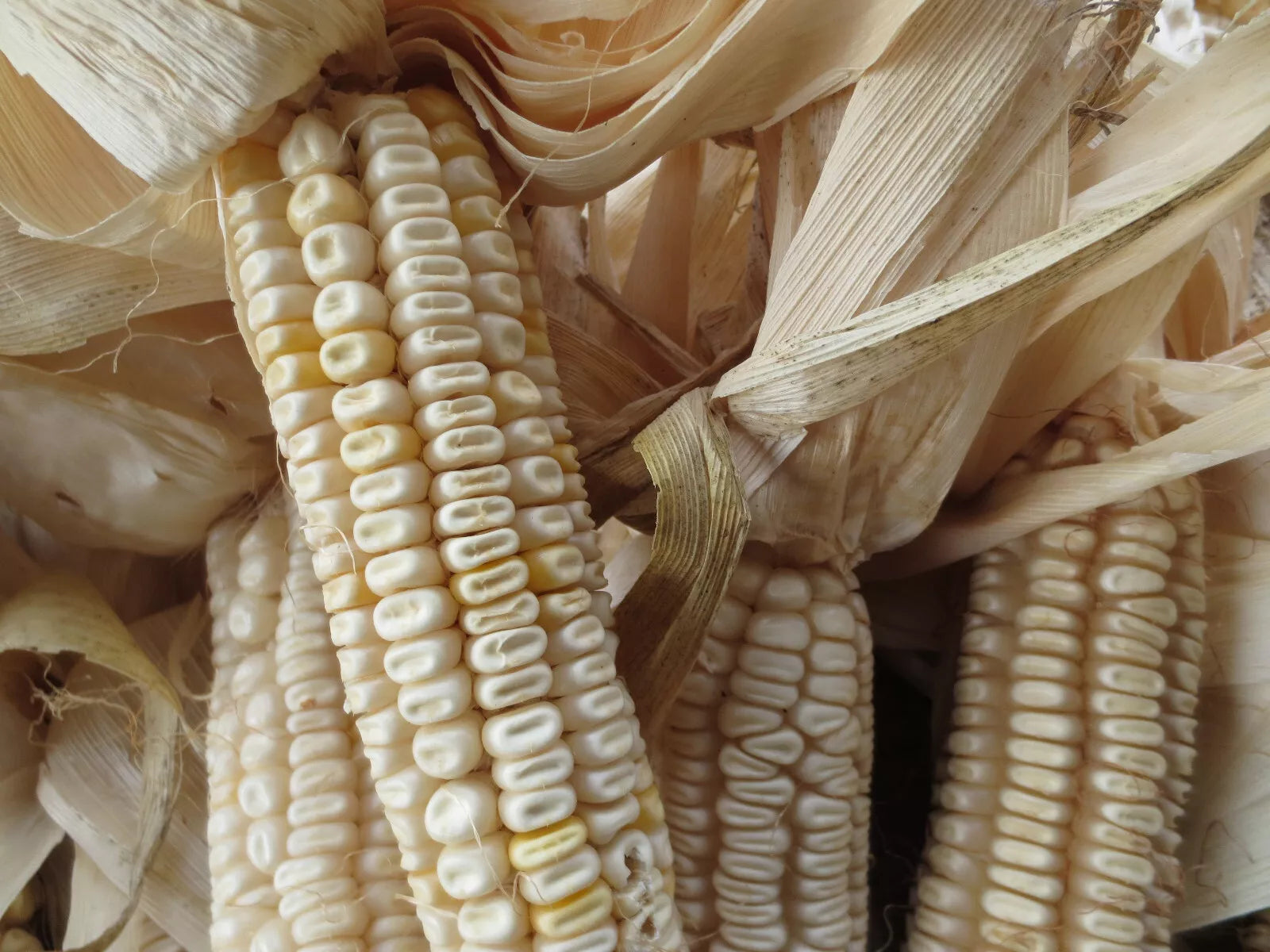 white corn seeds for planting Hickory King White Corn Seeds - 20 Non-GMO Heirloom Seeds
