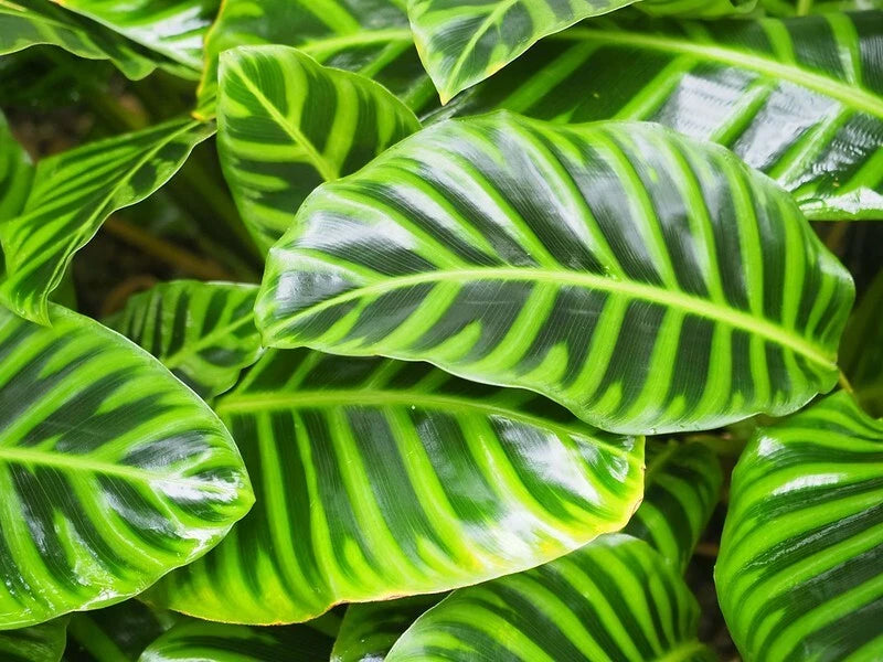 Calathea Seeds - 25+ Wiotii Variety for Garden Planting - Goeppertia makoyana - USA