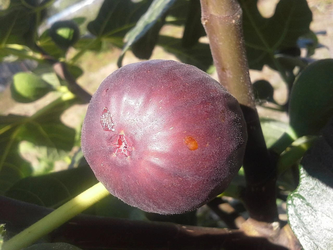 Chicago Hardy Fig Plant - Live Rooted Starter - Self-Pollinating - Ficus carica - Zones 6-10 - Potted Plant - Purple Figs
