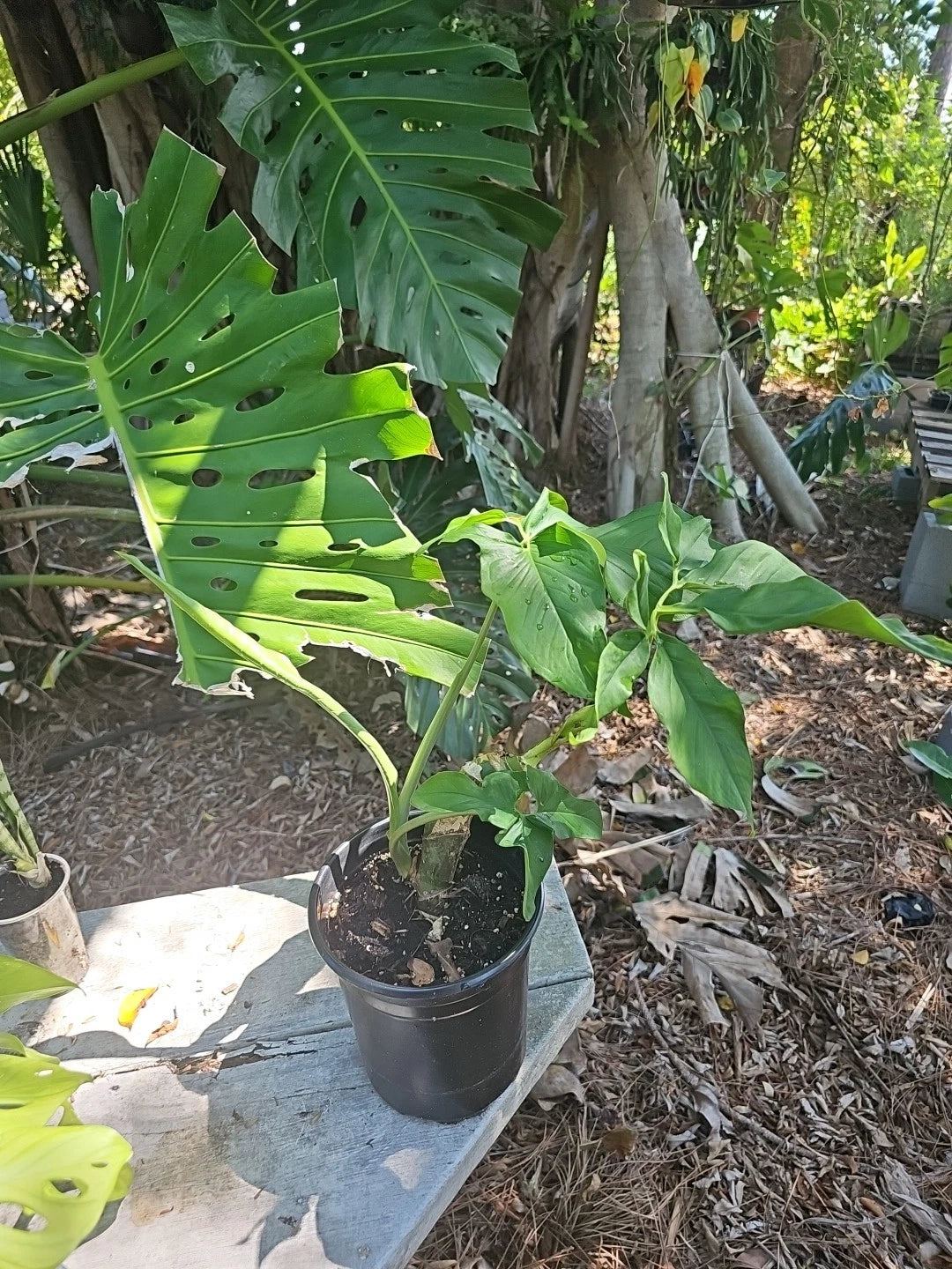 syngonium podophyllum house plants Syngonium Plant Mature Leaf Green Large Stem