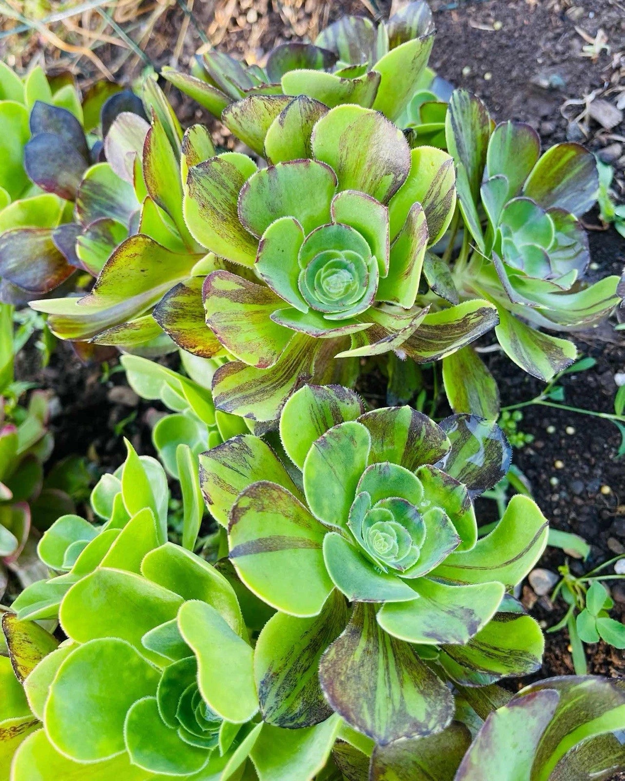 voodoo succulent Rare Aeonium Succulent - Voodoo Brushed Cluster, Variegated Variety