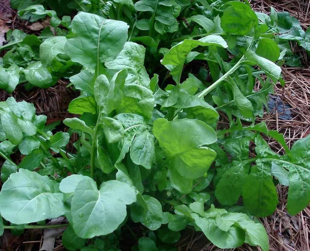 Arugula Seeds - 32,000 Heirloom Rocket Seeds for Wholesale Planting - Healthy Roquette Variety