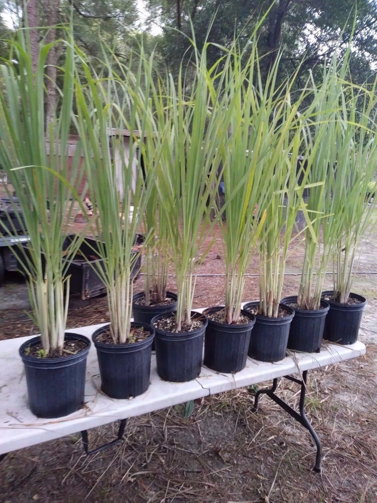 Lemongrass Plants 8-12