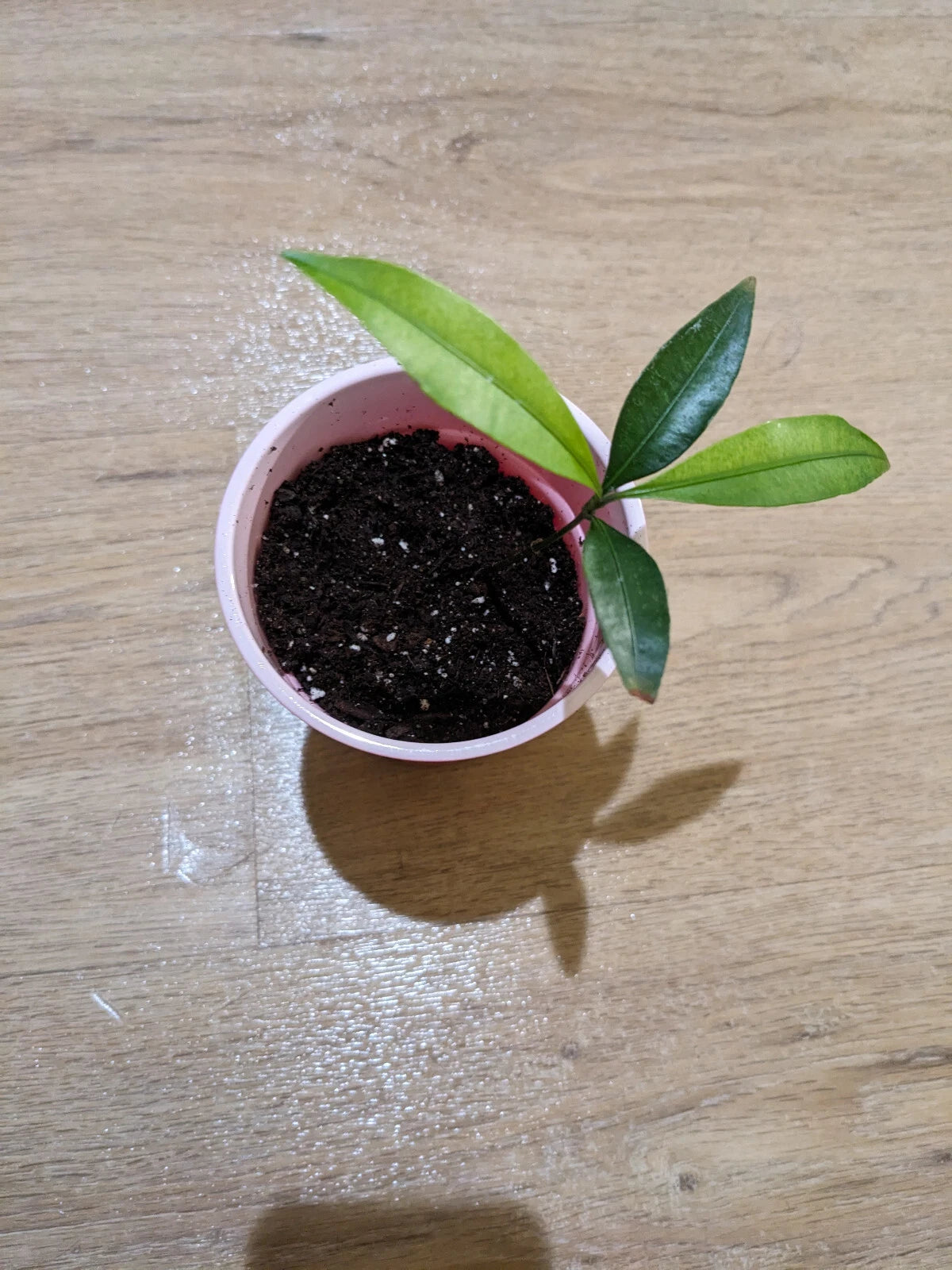 Achacha Seedling Plant - Garcinia achachairú - Bolivian Mangosteen Variety