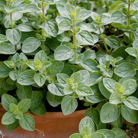 Italian Oregano Seeds - 500+ Count - Origanum Vulgare Wild - Ideal for 2025  Planting