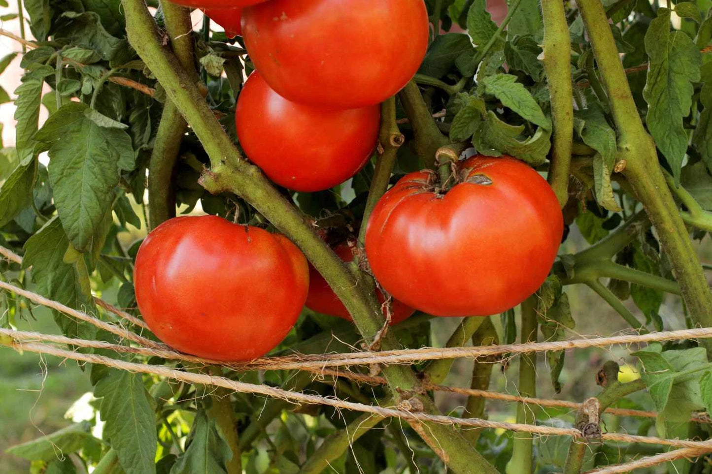 Beefsteak Tomato Live Starter Plants Set of 2 4+ Inches Lycopersicum Heirloom Red Juicy Indeterminate