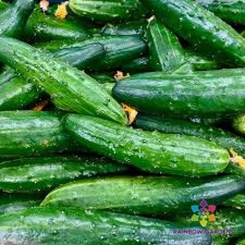 China Jade Cucumber Seeds - 25+ Pack - Organic Garden Seeds - Cucumis sativus - USA Grown, Free Shipping