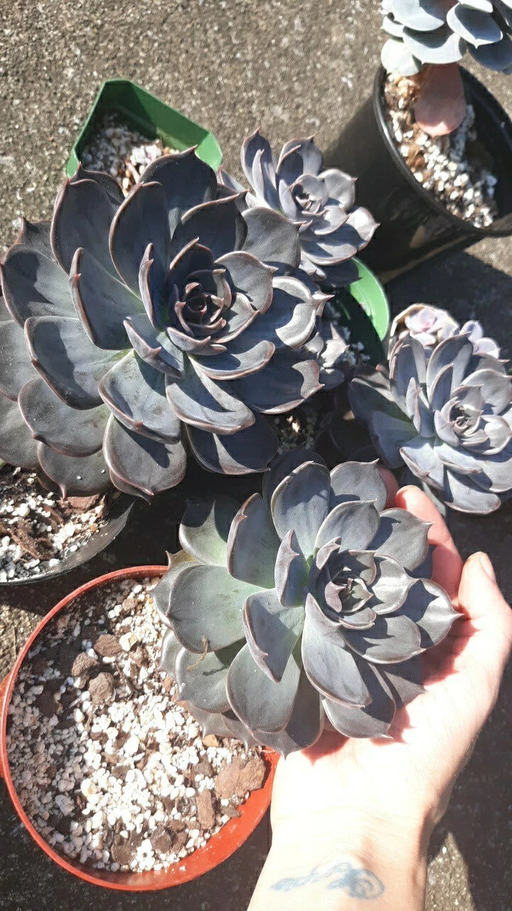 Large Echeveria Black Prince Succulent in 5" Pot, Live Healthy Plant with Soil, Echeveria 'Black Prince'