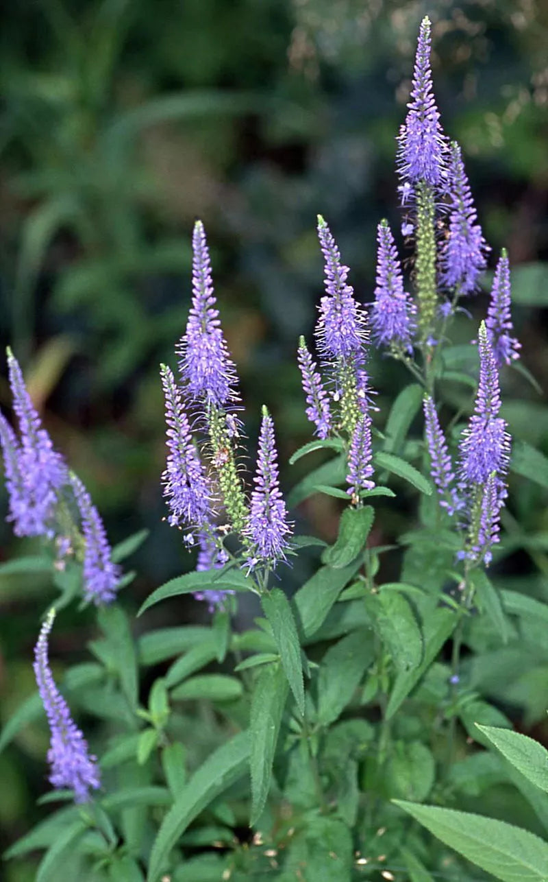 Blue Veronica Longifolia Seeds 100 Count Long Leaf Speedwell USA Se Blue Veronica Longifolia Seeds 100 Count Long Leaf Speedwell USA Se