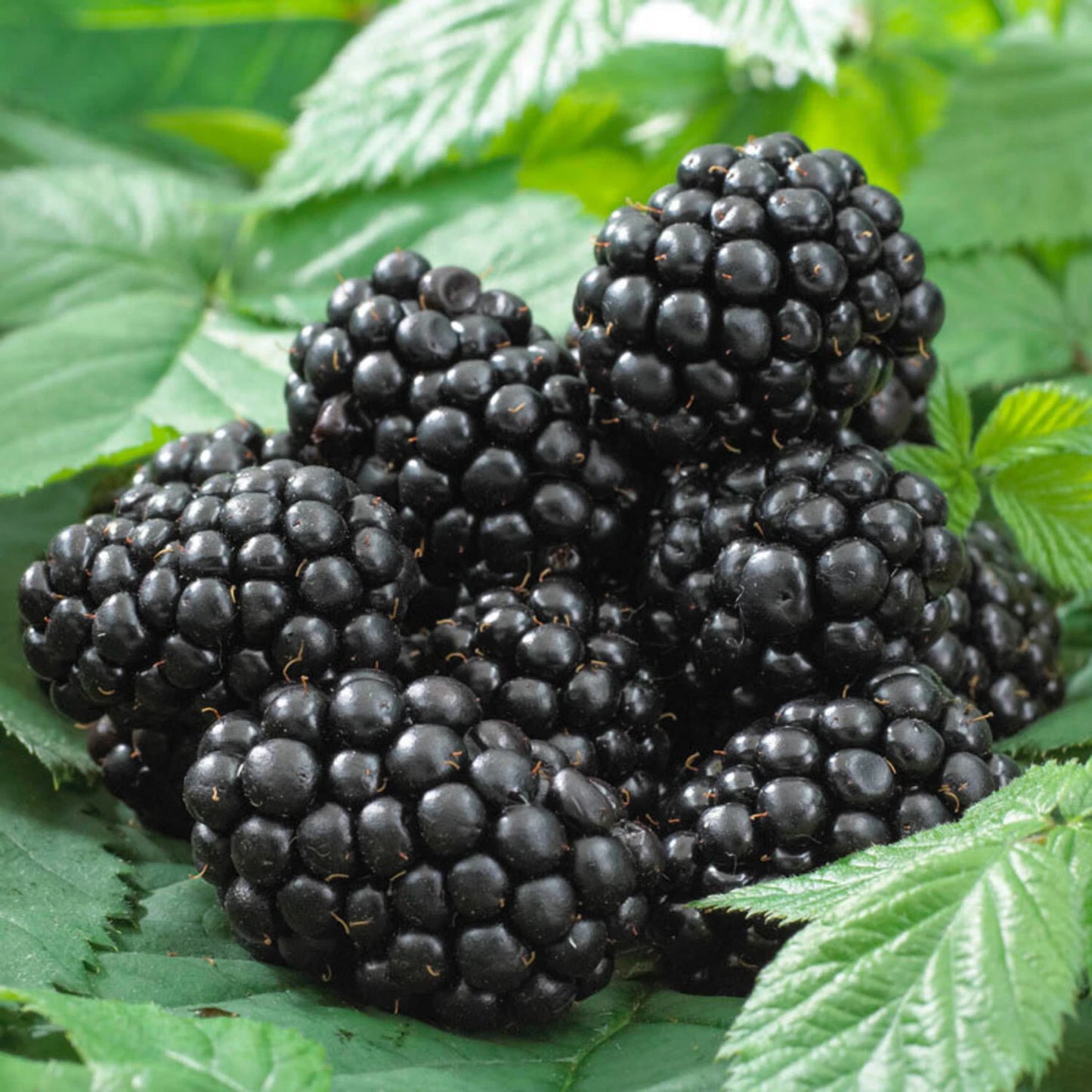 Thornless Blackberry Live Plant 8+ Inches Rubus 'Black Satin' Sweet Berries Disease Resistant Easy Care
