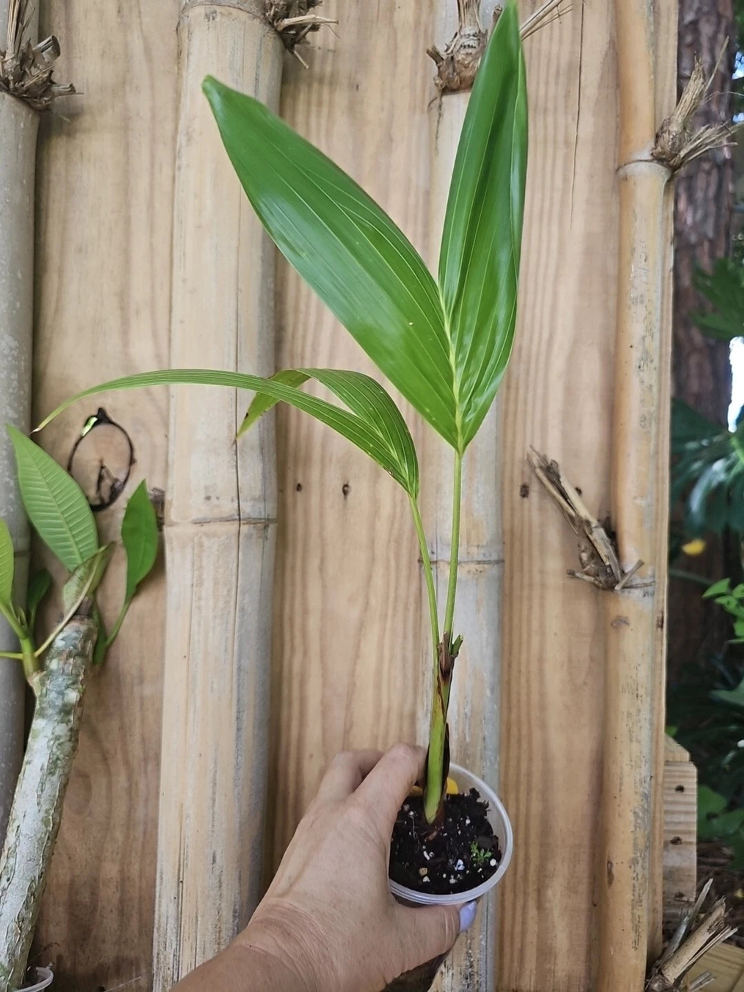 manila palm plant Christmas Manila Palm Seedlings 20" Live Plant Florida Grown Adonidia –  Jayme Garden
