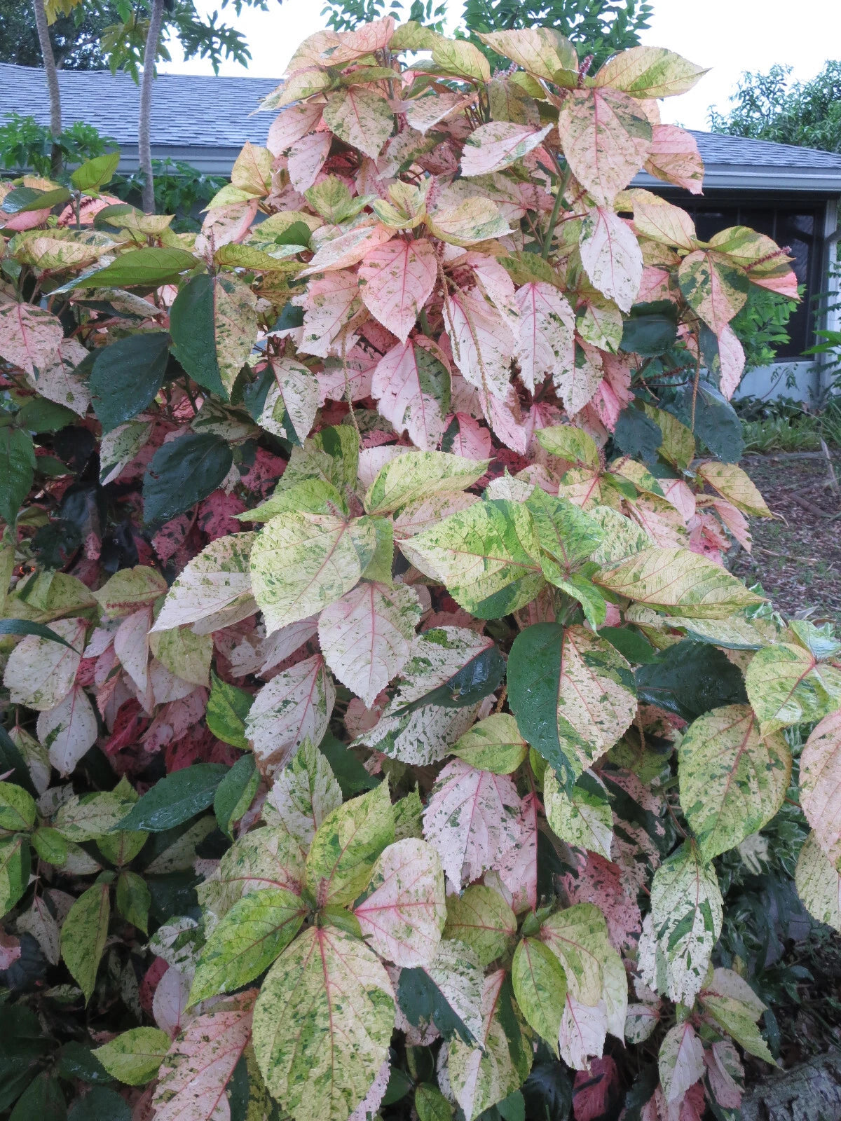 Acalypha Wilkesiana Tricolor Cuttings – 3 Fresh Unrooted Variegated Copperleaf Plant Cuttings