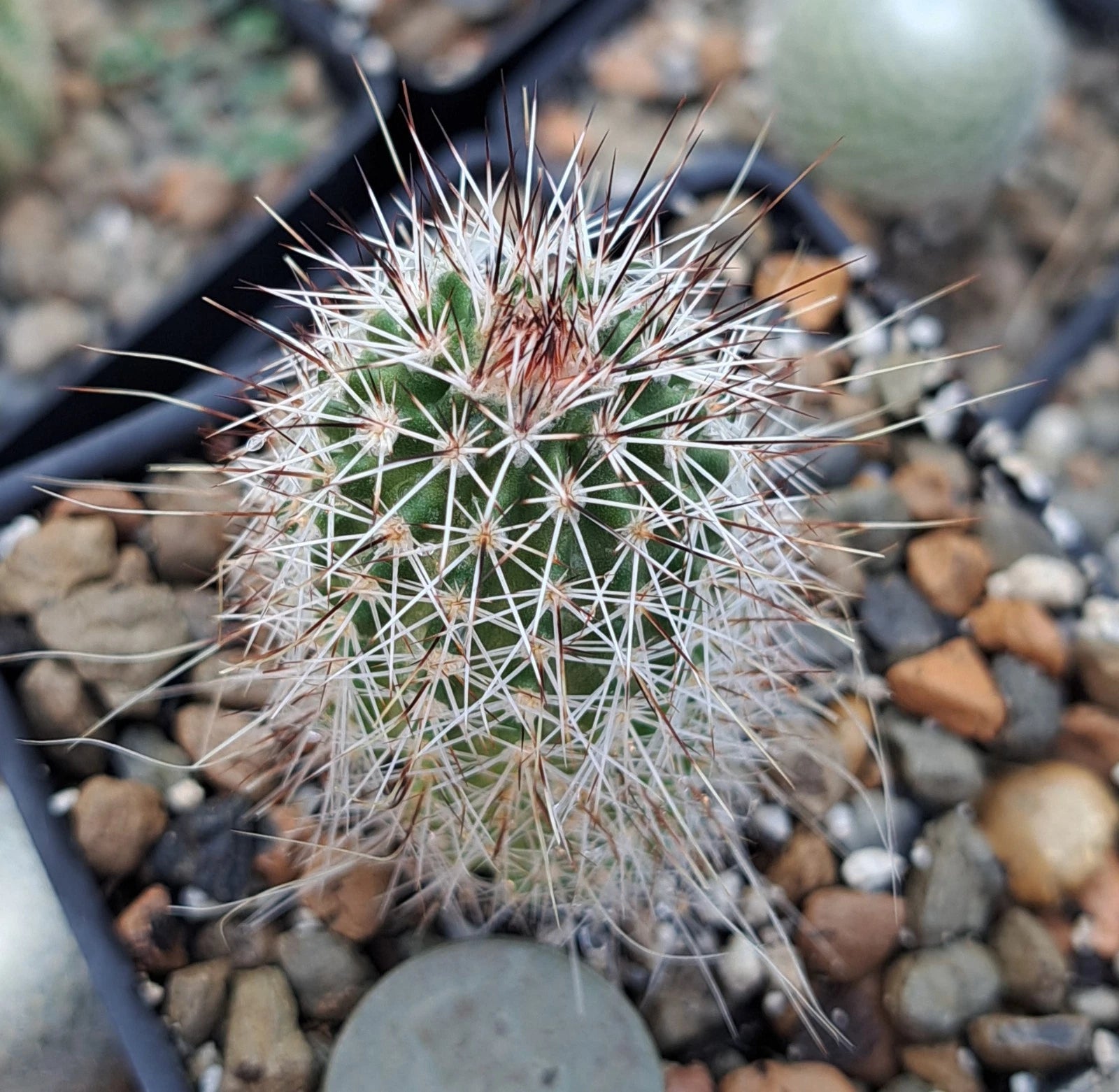 Echinocereus Chisoensis Bare Root Cactus | Unique Desert Plant