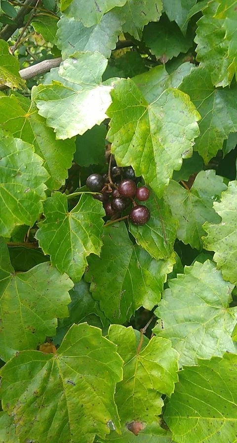 Scuppernong Muscadine Grape Live Seedling Vine - Vitis rotundifolia - Rare Outdoor Plant