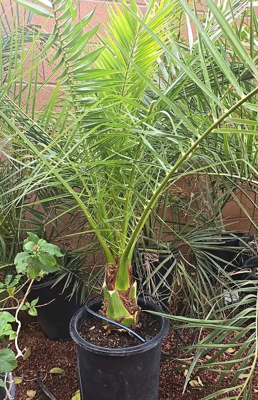 Canary Island Date Palm Tree 48+ inches Phoenix Canariensis 9+ Years Mature Plant