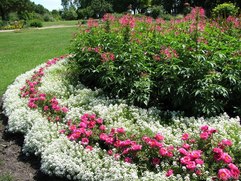 Alyssum Flower Seeds - Snow Crystals Variety - Easy to Grow, Fragrant Garden Seeds - Lobularia maritima