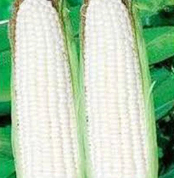 Corn Seed Garden Collection - Non-GMO Heirloom Seeds - 6 Top Varieties for Home Gardening