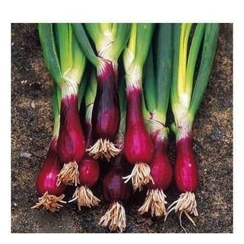 Red Welsh Bunching Onion Seeds | Non-GMO Heirloom Vegetable | Allium fistulosum | Fast Shipping