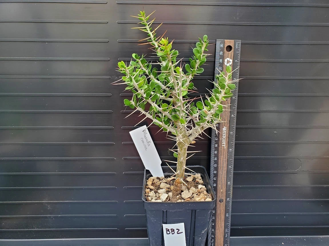 succulents from madagascar Alluaudia comosa Plant - Rooted Madagascar Variety - Seldom Offered  Succulent