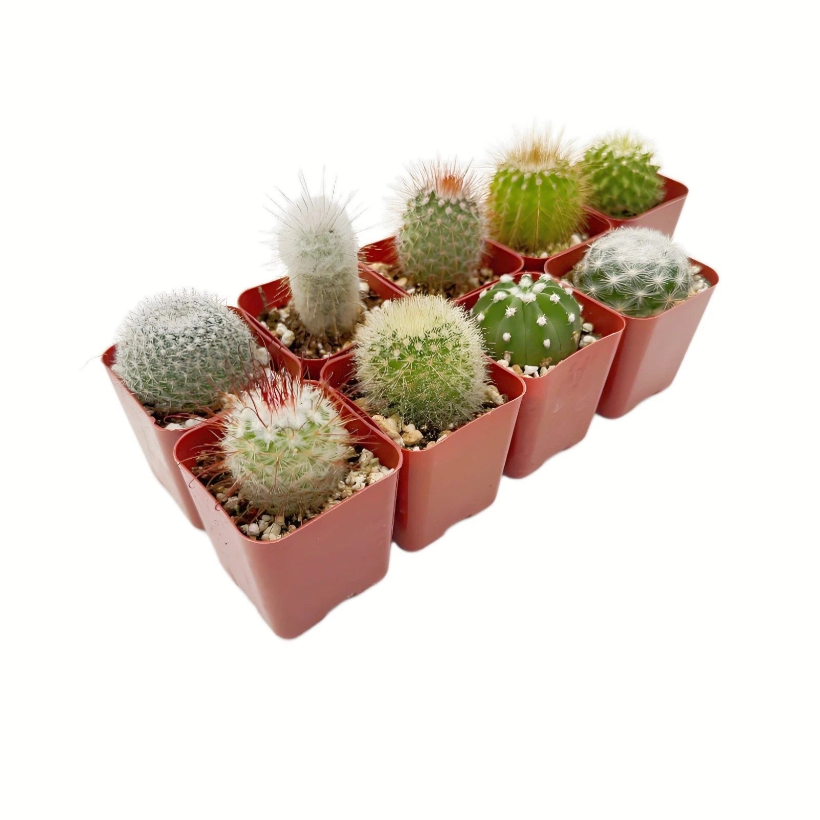 live indoor cactus plants Live Cactus Collection of 9 Real Succulent Indoor Outdoor Plants – Ideal  for Home Decor, Gardening, and Gifts – Jayme Garden