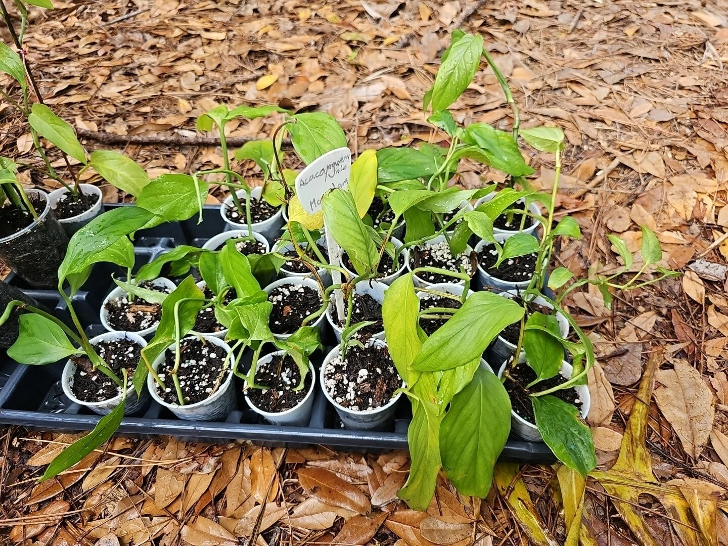 monstera aroid Monstera Acacoyaguensis Cutting - 2.5 Inch Pot - Rare Tropical Aroid