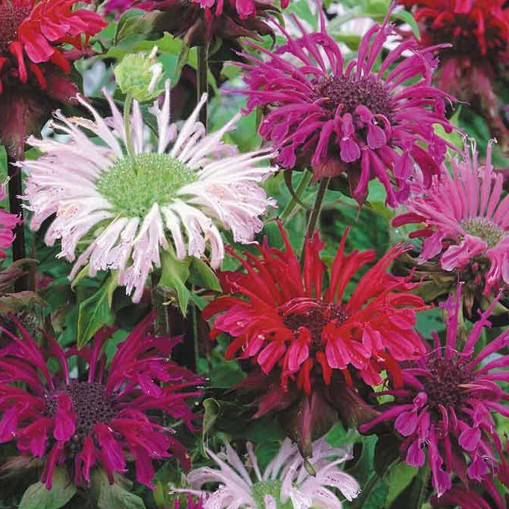 Bee Balm Seeds - Monarda Panorama Mix, 25 Seeds, Perennial Herb for Pollinators