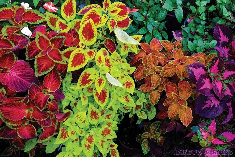 Mixed Coleus Seeds for Garden Planting - 25+ Varieties - Colorful Foliage - Easy to Grow - USA